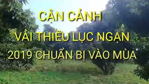 CẬN CẢNH ĐẶC SẢN VẢI THIỀU LỤC NGẠN 2019 CHUẨN BỊ VÀO MÙA