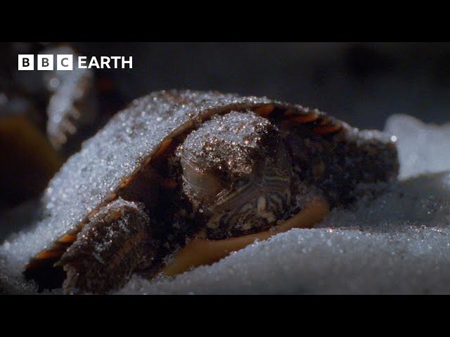 How Do Turtles Survive in Cold Weather: Amazing Adaptations Revealed