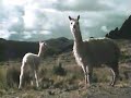 In the Land of the Llamas (1990) (Edited Version)
