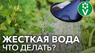 КАК УЛУЧШИТЬ ВОДУ ДЛЯ ПОЛИВА растений? Бонус в конце!