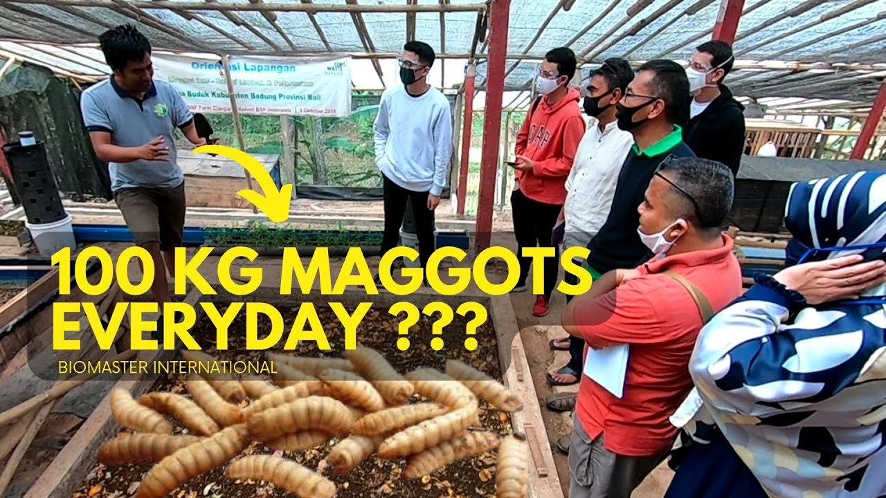 How to harvest 100kg maggot everyday ???