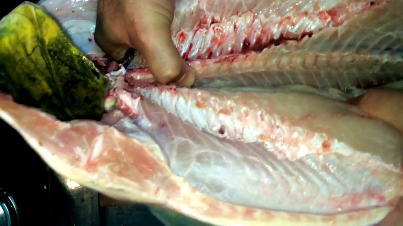 Tucunaré sem espinho, como retirar a espinha do tucunaré