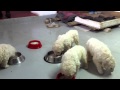 Komondor puppy 5 week old の動画、YouTube動画。