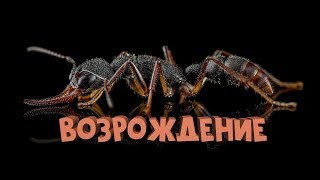 Возрождение империи (harpegnathos venator).В конце видео новый хищник