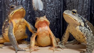 We'll walk with chin up high！Toad & Toad & Toad🐸 japanese stream toad