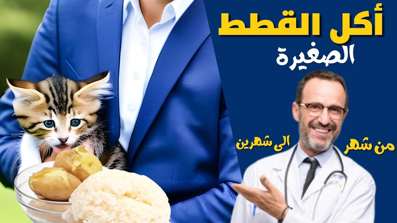 جدول طعام القطط الصغيرة: ما هو أكل القطط في عمر شهرأو شهرين ؟