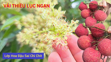 Vải Thiều Lục Ngạn Lớp Hoa Sau Đậu Sai Chi Chít l Núi Đồi Lục Ngạn