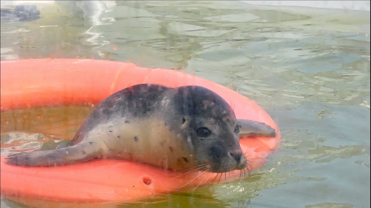 Cuties at Seal Hospital A Seal - アザラシ幼稚園