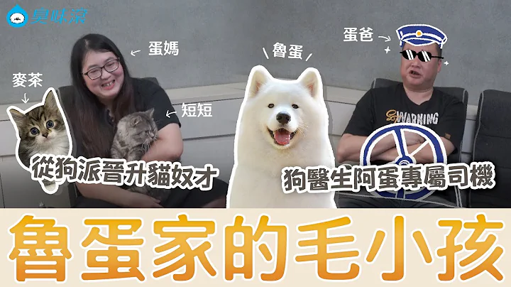 臭味滾 我的毛孩家人【遇見EP5】最愛吸貓的貓派薩摩耶 狗醫生魯蛋報到！Ft.薩摩耶魯蛋Samoyed - 天天要聞