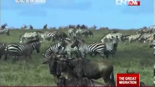 Live cross: Great African wildebeest migration