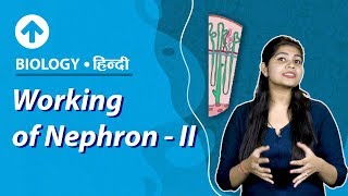 Working of Nephron-II | Hindi | Excretory System | Biology | Class 10