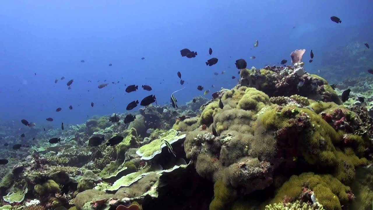 Diving North East Palawan - Qi Palawan - YouTube