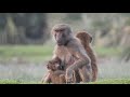 Hamadryas Baboons Families