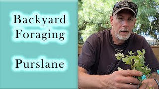 Backyard Foraging |  Purslane
