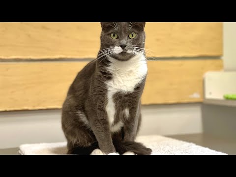 Vídeo: Ensine seu gato a fazer contato visual