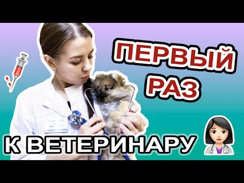 Первый поход к ветеринару | Ветеринарная клиника ЕВРОВЕТ | Первая прививка собаке