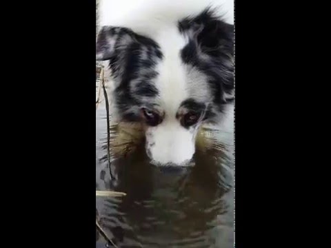 Dog blowing bubbles