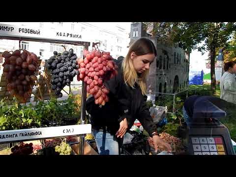 Самые большие грозди винограда, на моём участке. 2020 год.