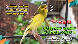 Masteran Kenari GACOR Durasi Panjang‼️ COCOK untuk Pancingan Kenari PAUD dan Kenari MACET BUNYI #91