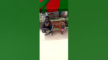 Ukitaka Mbwa Wa Kizungu Ndio Iuo 