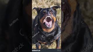#pitbull #pistenbully #dogshorts #rottweiler #americanbully #animals #dogsofinstagram