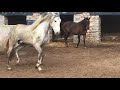 Caballo y yegua se conocen por primera vez horses in love first time horse mating