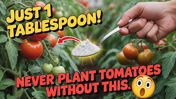 Just 1 tablespoon! Never plant tomatoes without this. For large fruits and more tomatoes