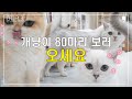서울에 고양이 80마리와 함께하는 힐링스팟으로 당신을 초대합니다!!🎉🎉🎉 l 캣플 l 고양이카페