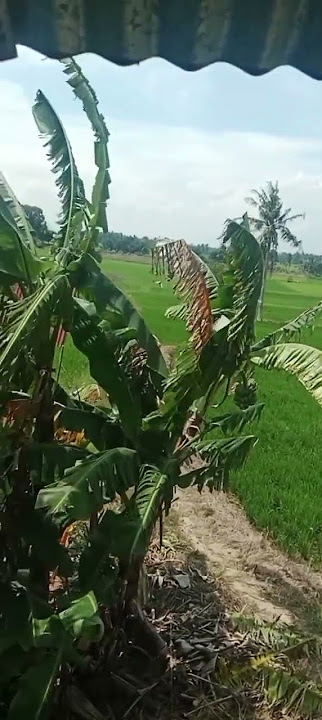 dengra lagu smbil nikmati pemndangann😊😊😊