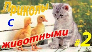Приколы с животными #2/Funny animals #2 Приколы с животными #2/Funny animals #2