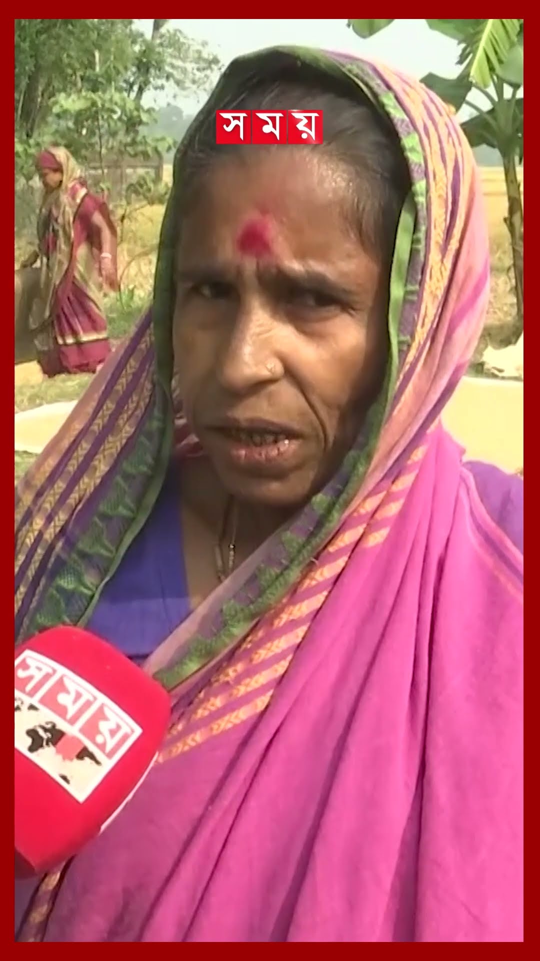 ৩ দফা বন্যার পরও আমনের বাম্পার ফলন #amanpaddy #sylhet #ricecultivation #shorts #somoytv