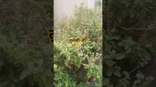 तुलसी के पौधे 🌿🌿#tulsiplant #sacredplants #garden #trending #ytshorts #gharparivaar #viralplz