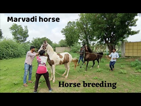 horse breeding । marvadi horse breeding। horse lover। ❤️🐎#horse #horsemanship #horsebreedingstable