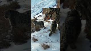 снежный барс - котята (полный формат)