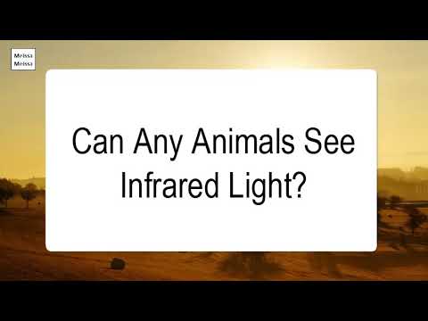 Can Any Animals See Infrared Light