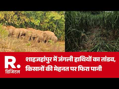 UP News: शाहजहांपुर में जंगली हाथियों का तांडव, किसानों की मेहनत पर फिरा पानी | Breaking | Elephant