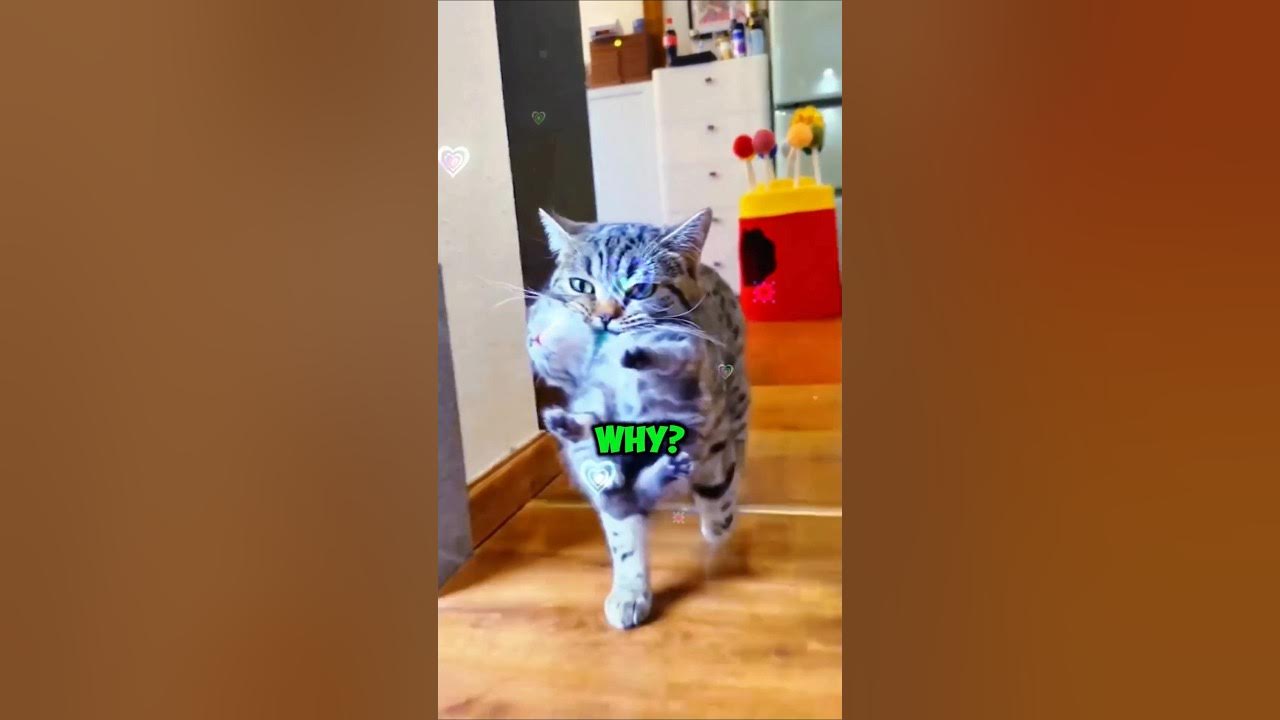 why-do-cats-kill-their-own-kittens-shorts-catvideo-cutecats-youtube