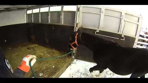 Teaching Trailer loading - yearling Arabian x TW Horse