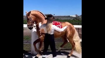 ,TW! #animalabuse #stopanimalabuse #horse