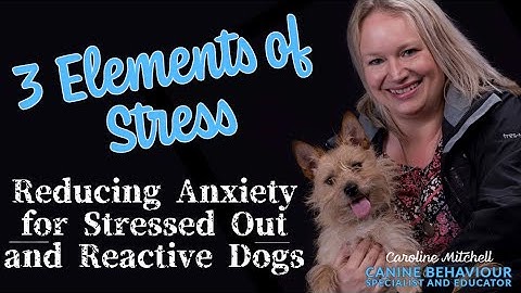 3 Elements of Stress: Reducing Anxiety for Stressed Out and Reactive Dogs