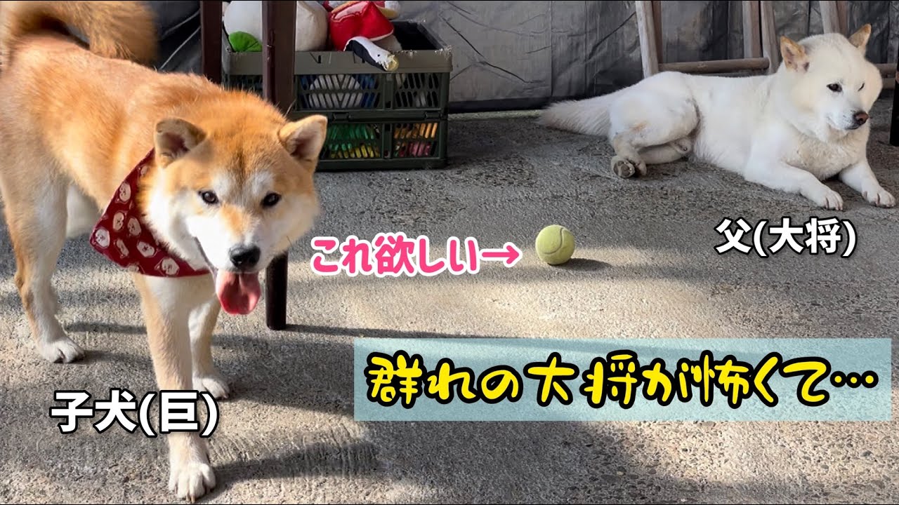 子犬が助けを求めて駆け寄る姿が可愛いw