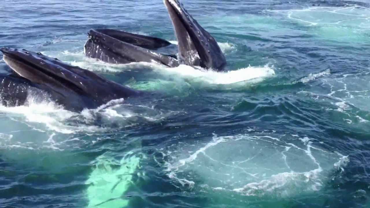 Whale watching Provincetown - YouTube