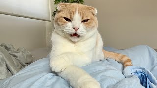 寝坊して目が覚めたら散歩に行くのを待ってた猫がこうなってました…