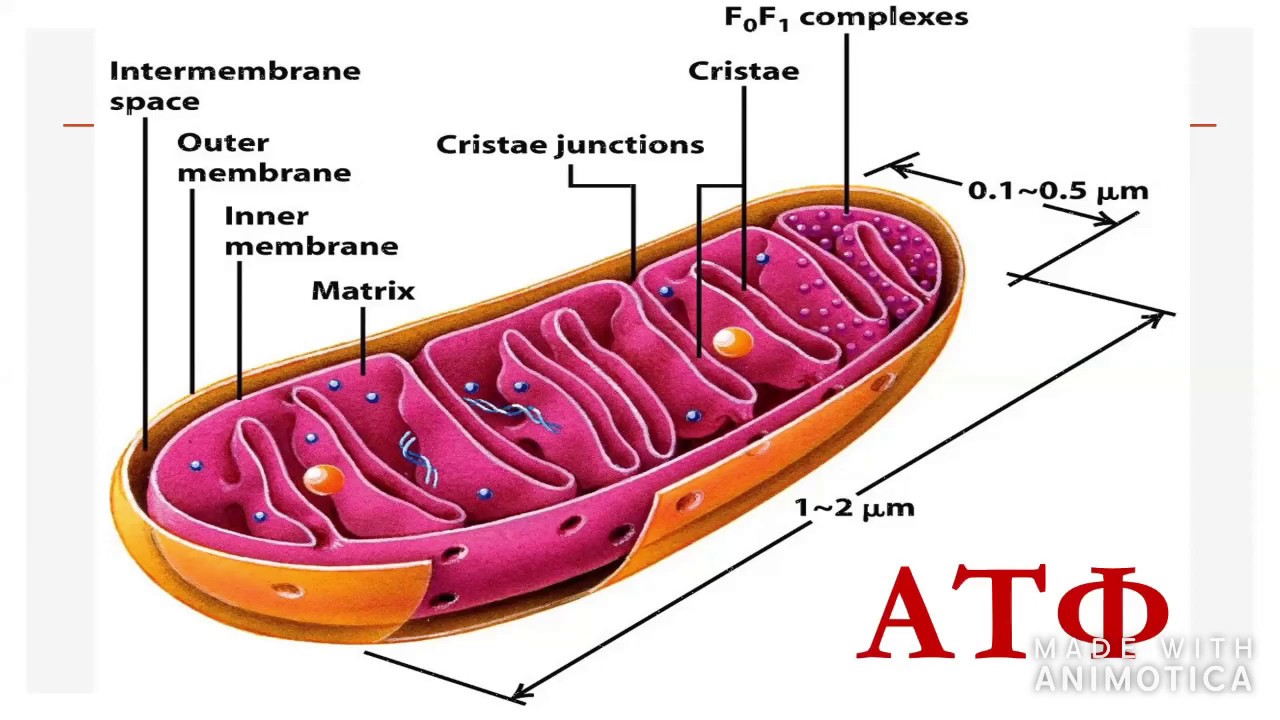 Митохондрии имеют строение. Митохондрии и активные формы кислорода. Строение митохондрии клетки. Митохондрии на схеме клетки. Строма митохондрии.