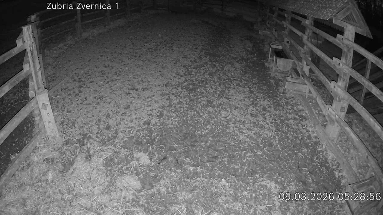 Zubria zvernica (cam212) 09.03.2026 o 05:31