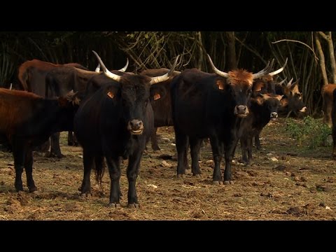 Vidéo: Les aurochs ont-ils bon goût ?