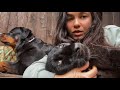 Combing out the fluffy panther😸(ENG SUB)