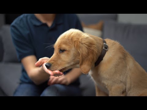 Video: Suun Kautta Otettavat Lääkkeet Koirille: Mikä On Ero Tablettien, Pureskelujen, Nesteiden Ja Suspensioiden Välillä