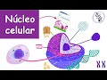 Núcleo Celular (Componentes, funciones...) | Histología Ross