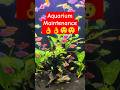 Aquarium maintenance I AQUARIUMS II Deep Breath II#shorts #short #viralvideo